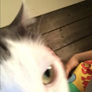 Meet your Posher, Darcy